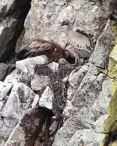 Griffon vulture